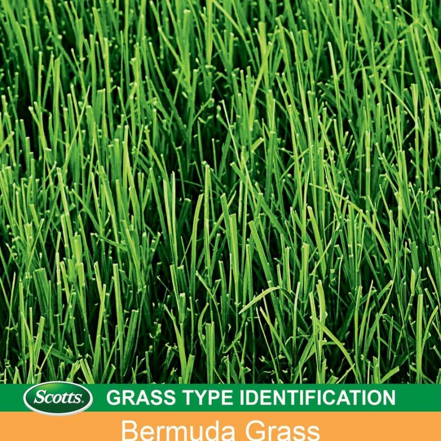 Lawn Care * | Scotts 1 Lb. Turf Builder Bermuda Grass Seed